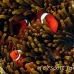 anemonefish_spinecheek_mid_h_0705_png1345.jpg